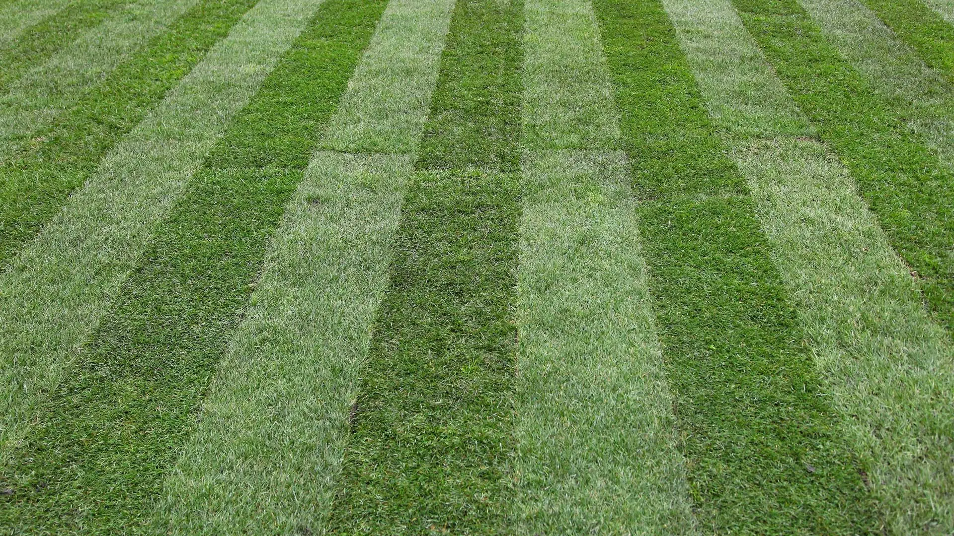 Professional lawn mowing stripes in Greenville, SC.