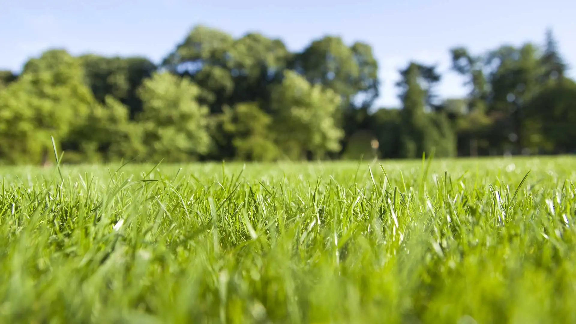 Close up of grass.