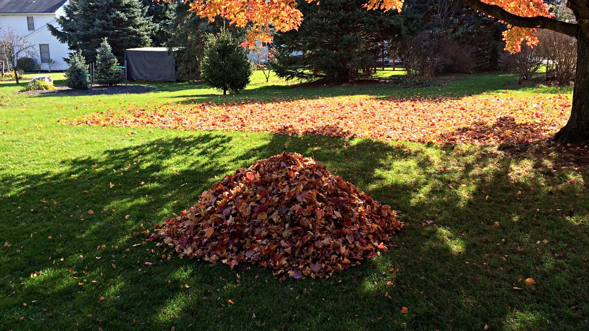 Residential yard fall cleanup with piled leaves.