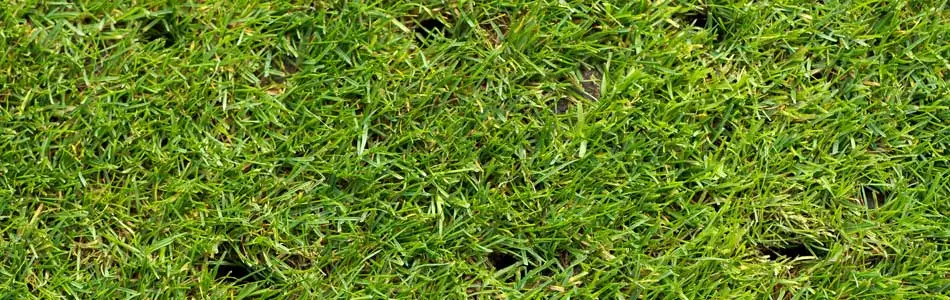 Recently aerated lawn at a home in Simpsonville, SC. 