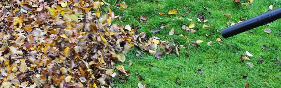 Using a leaf blower during the fall to clean up a lawn in Greenville, SC.