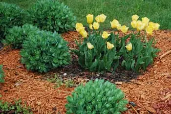 New mulch  laid in landscape bed at Greenville, SC home.